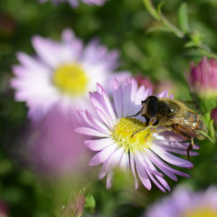 Bee on a Pink Flower surrounded by a garden of flowers