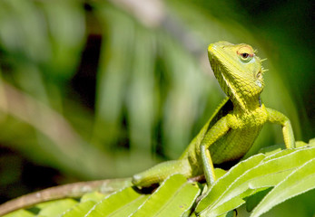 Green Garden Lizard (Calotes calotes), Sinharaja Forest Reserve, Sri Lanka.