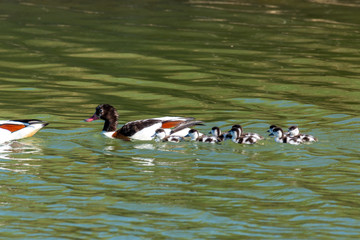 Wall Mural - shelduck marsh duck with small nature reserves italy