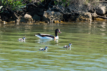 Wall Mural - shelduck marsh duck with small nature reserves italy