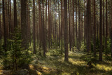 Fototapeta Na ścianę - Scenic view of an old forest landscape in sunrise