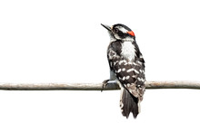 Rear View Of A Downy Woodpecker