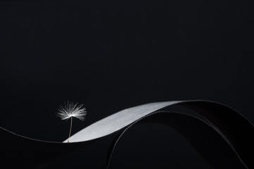 Dandelion seeds photographed as a fine art concept