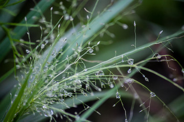 Water droplets