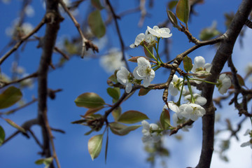 Blossoming pear tree