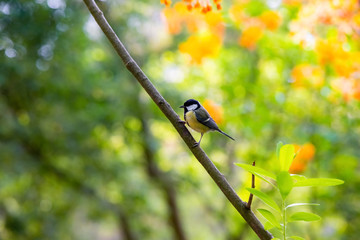 Kohlmeise Parus major Singvogel Vogel Garten Park Deutschland Rombergpark Dortmund Sperlingsvogel Passeri beliebt Nistkasten Ast Zweig Baum zutraulich häufig Insekten Gesang Frühling 