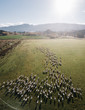 Sheep in green grass field in rural of New Zealand