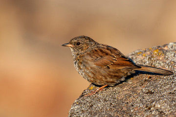 Poster - Dunnock (Prunella modularis) bird in the natural habitat.