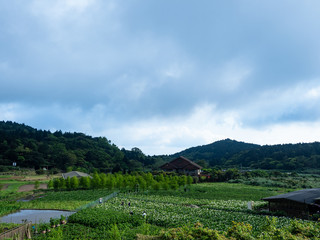 Wall Mural - beautiful white Calla lily field in morning