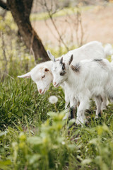 Beautiful summer landscape with a goat 