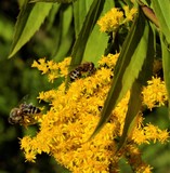 Fototapeta Zwierzęta - Pszczoły zapylające latem kwiaty. 