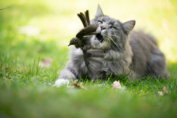 maine coon cat hunting bird outdoors