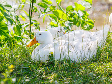 Two White Ducks Lie In The Green Grass Close To The River.