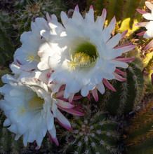 Three Large White Flowers From An Argentine Giant Cactus