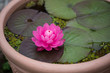 Water Lilies In A Mini Pond