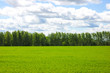 © Мария Романова - green field and blue sky