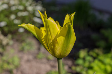 Wall Mural - Yellow-green Tulip, beautiful flower background