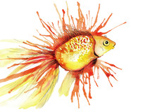 Watercolor Illustration Of A Gold Fish On White Background