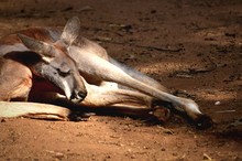 Kangaroo Relaxing On Field