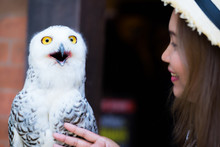 Woman Talking And Greeting With Snowy Owl , Owl Are The Most Recognizable Nocturnal Bird Species.