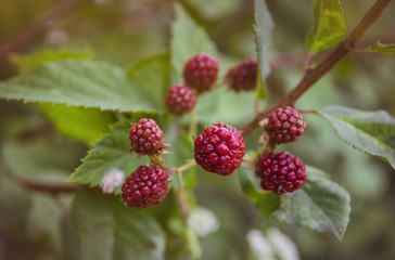 Wall Mural - Ripening blackberries in a summer garden