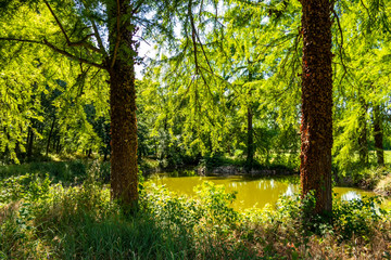 Wall Mural - Natural thermal lake in Battaglia Terme in the province of Padua, Veneto - Italy