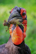 Southern ground hornbill (Bucorvus leadbeateri)