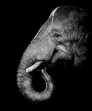 Fototapeta Konie - African bush elephant (Loxodonta africana)