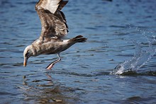 Seagull Landing On Water In Lake