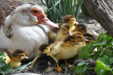 A Female Muscovy Duck (Cairina Moschata) With Her Young Brood.