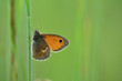 Meadow Warbler, brown butterfly on grass, butterfly on meadow