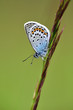 blue butterfly on a spring meadow