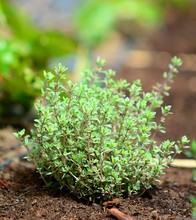 Growing Thyme Plant In The Ground.