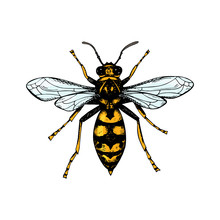 Hand Drawn Colored Wasp Isolated On White. Vector Illustration In Sketch Style
