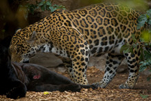 Adult Leopard Lying In The Zoo Garden