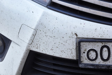 midges insects on the bumper and hood of the car