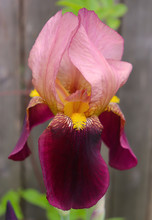 Purple Two-Tone Dutch Iris, Full Bloom, Morning Light