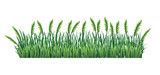 Fototapeta  - Green grass border. Fresh green spikelet and branches grass leaves. Isolated on transparent background. Vector Illustration for use as design element