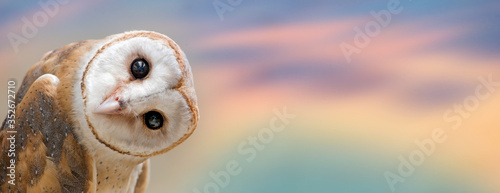 Fotomural owl, hawk, bird, wildlife, animal, nature, beak, predator, wildlife, prey, wild,