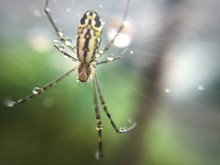 Close-up Of Wet Spider On Web
