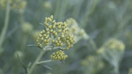 Wall Mural - Helichrysum italicum plant ready to bloom on garden. Curry herb on Outdoor