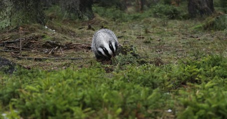 Wall Mural - European badger (Meles meles) in forest during snowfall. Animal looking for food in winter forest, scrabbling in old rotten stump. Wild animal in nature. Habitat Europe, Western Asia.