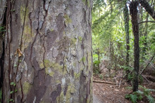 A Close Up Of A Kauri Tree Trunk In A Forest