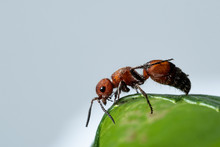 Red Velvet Ant (Dasymutilla Occidentalis)