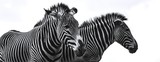 Fototapeta Zebra - Close-up Of Zebras Against Sky