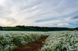 Looking over a huge field of white blossoms with a track leading to beehives set up in the center of meadowfoam growing in Oregon. 