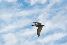 Brown Pelican Flying Overhead On Jeckle Island In Georgia.