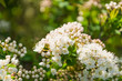 © Yuliya Kiyko - Buds and white flowers of a decorative spirea shrub. Macro photo. Flowers for a wedding bouquet or decor. Spring flowering of spirea shrubs, gardening.