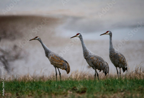 Cuadros en Lienzo Three Sandhill Cranes stroll along looking for food.