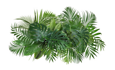 Wall Mural - Different fresh tropical leaves on white background
